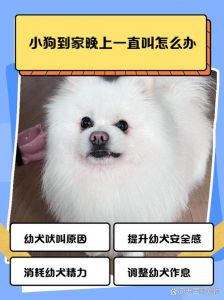 狗狗新到家晚上叫唤_狗狗新家夜叫怎么办？