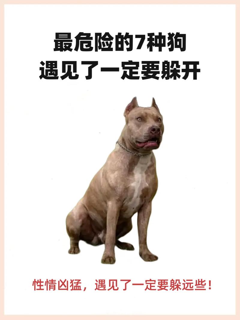 中国明令禁止养10种恶犬_各地禁养犬种引热议,安全与自由如何平衡? 中国明令禁止养10种恶犬_各地禁养犬种引热议,安全与自由如何平衡?