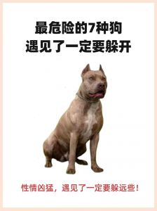 中国明令禁止养10种恶犬_各地禁养犬种引热议，安全与自由如何平衡？