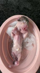 小猫20天了被母猫吃了_母猫吃幼崽原因与预防