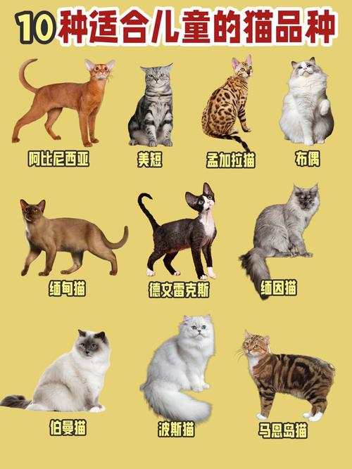 40种猫品种图片大全_选猫咪？折耳森林布偶看这里！