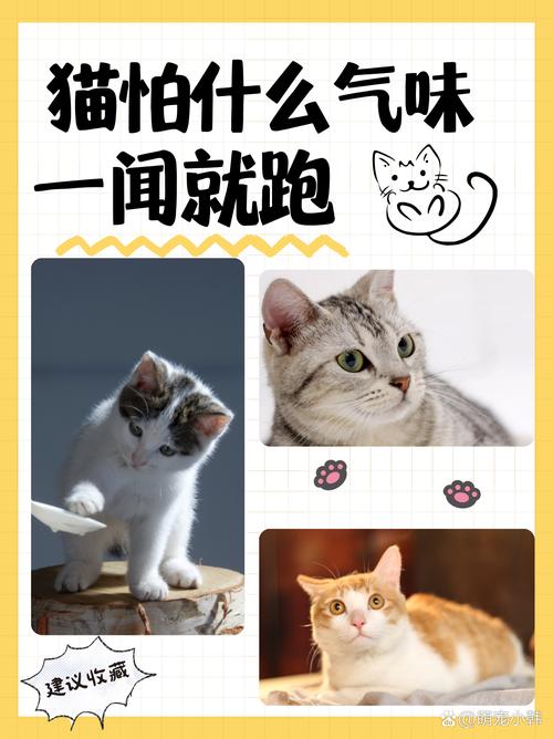 猫最怕的味道长期有效_猫咪怕气味声音强光陌生,可用食物玩耍安抚 猫最怕的味道长期有效_猫咪怕气味声音强光陌生,可用食物玩耍安抚