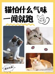 猫最怕的味道长期有效_猫咪怕气味声音强光陌生，可用食物玩耍安抚