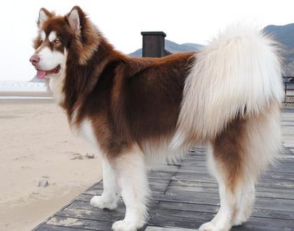 几个月的狗算成年狗_狗狗成熟时间不同，照顾需调整