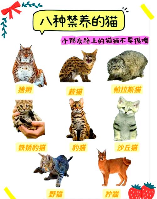 11个月的猫能训练禁止_教好幼猫规矩,像养孩子一样耐心引导 11个月的猫能训练禁止_教好幼猫规矩,像养孩子一样耐心引导