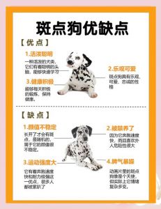 斑点狗怎么训练_斑点狗训练有耐心，用对方法更聪明