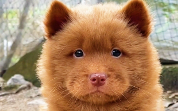 流浪狗怎么判断多大了_流浪狗看牙毛判断年龄,认新主靠耐心关爱互动 流浪狗怎么判断多大了_流浪狗看牙毛判断年龄,认新主靠耐心关爱互动