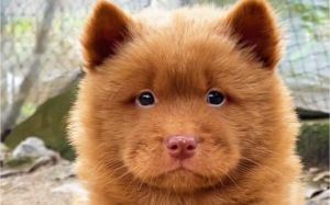 流浪狗怎么判断多大了_流浪狗看牙毛判断年龄，认新主靠耐心关爱互动