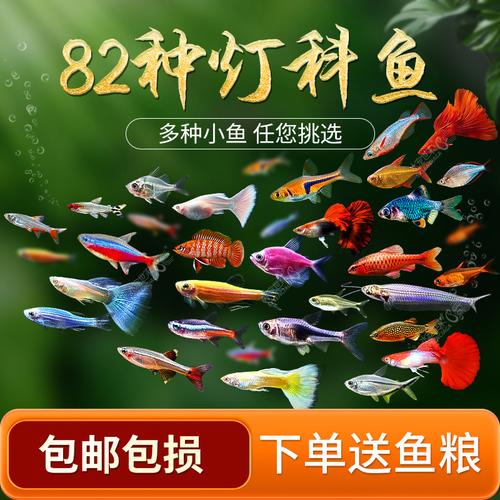 宝莲灯鱼和红绿灯鱼区别_亚马逊观赏鱼对比 宝莲灯鱼和红绿灯鱼区别_亚马逊观赏鱼对比