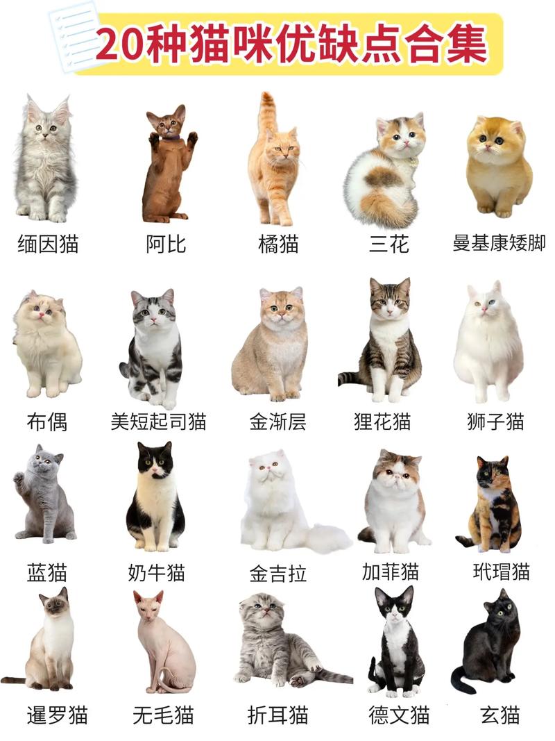 猫有多少品种图片大全_猫咪品种特点大,你家猫咪的独特魅力! 猫有多少品种图片大全_猫咪品种特点大,你家猫咪的独特魅力!