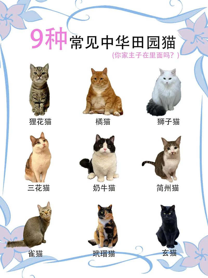 猫种类大全带图_猫咪种类多,选对更快乐 猫种类大全带图_猫咪种类多,选对更快乐