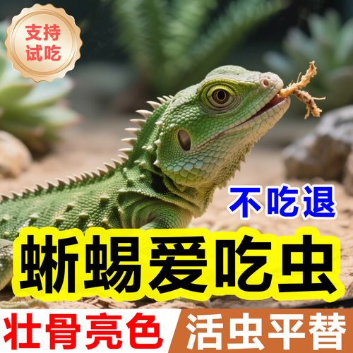 蜥蜴幼体吃面包虫吗_蜥蜴幼体喂面包虫，种类需区分！