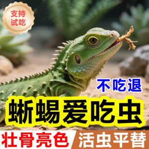 蜥蜴幼体吃面包虫吗_蜥蜴幼体喂面包虫，种类需区分！