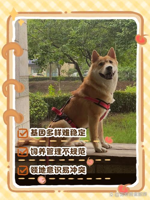 中华田园犬怎么养_外形饮食训练管理全攻略 中华田园犬怎么养_外形饮食训练管理全攻略