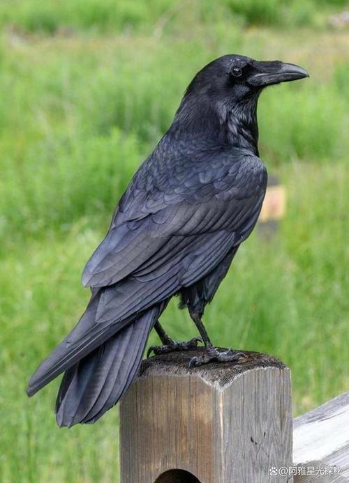 乌鸦的智商相当于几岁_乌鸦聪明过人,堪比孩子,是智慧与孝顺的象征 乌鸦的智商相当于几岁_乌鸦聪明过人,堪比孩子,是智慧与孝顺的象征