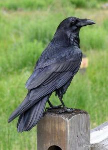 乌鸦的智商相当于几岁_乌鸦聪明过人，堪比孩子，是智慧与孝顺的象征