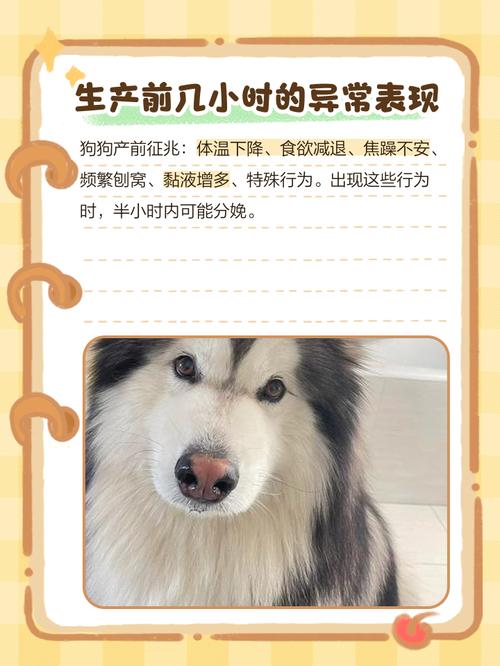 狗狗临死前的15个征兆_狗狗临终鼻变干热,呼吸慢,眼神无神,需陪伴 狗狗临死前的15个征兆_狗狗临终鼻变干热,呼吸慢,眼神无神,需陪伴