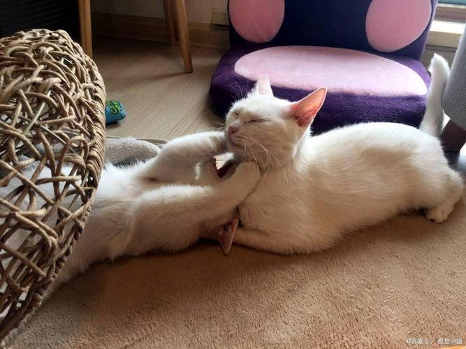 小母猫发情怎么缓解土办法_猫咪发情困扰?绝育是根本解决! 小母猫发情怎么缓解土办法_猫咪发情困扰?绝育是根本解决!