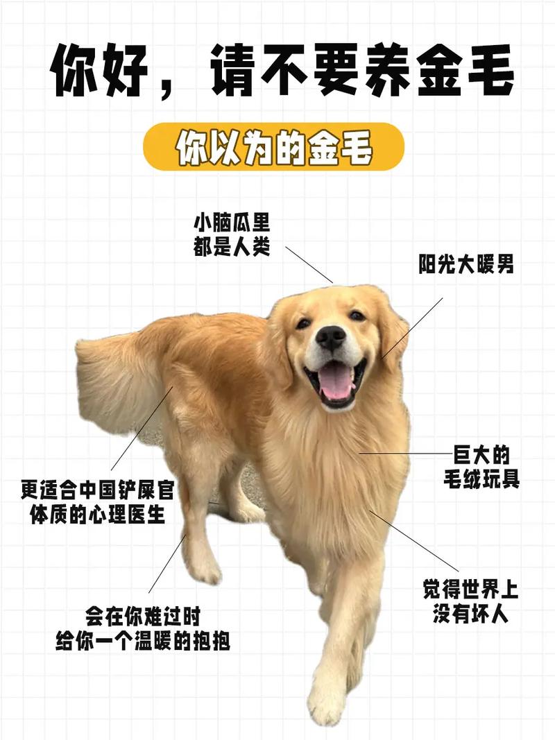 金毛生长周期图解_3个月猛增期,6个月后增肌期 金毛生长周期图解_3个月猛增期,6个月后增肌期