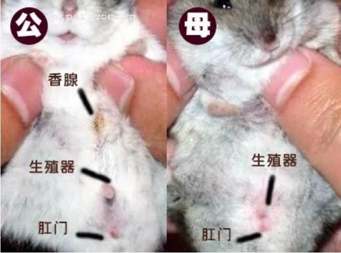 成年仓鼠公母参照图_区分公母仓鼠,避免打架繁殖 成年仓鼠公母参照图_区分公母仓鼠,避免打架繁殖