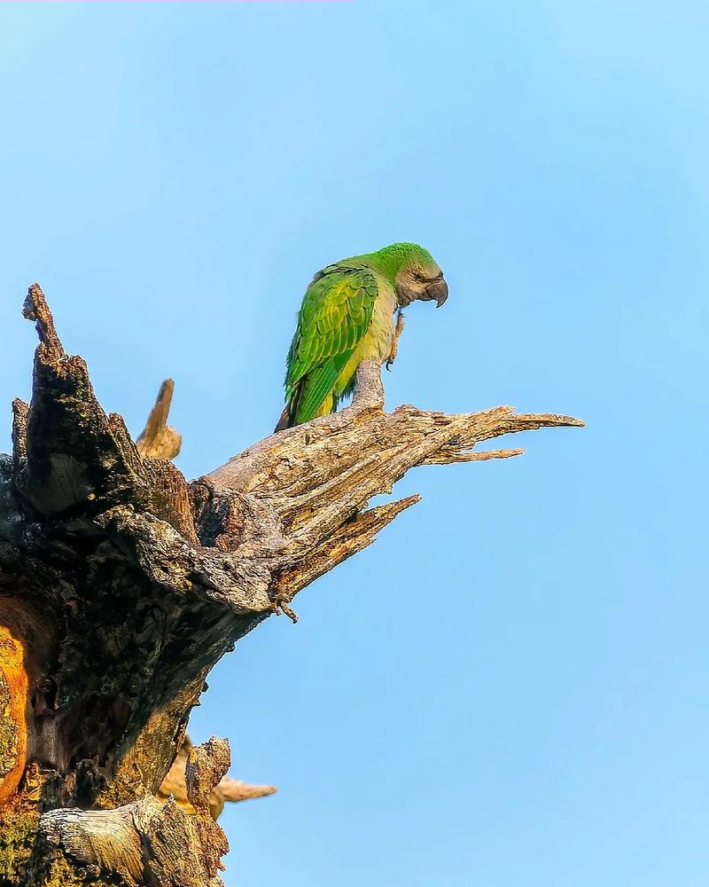 绯胸鹦鹉为什么叫和尚_因信徒名得名,羽毛平整像和尚 绯胸鹦鹉为什么叫和尚_因信徒名得名,羽毛平整像和尚