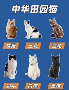 猫都有哪些品种图片_猫咪品种多又爱，选对伴侣情更浓
