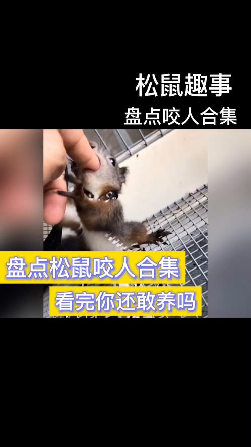 松鼠咬人后为什么会死_人类投喂惹的祸 松鼠咬人后为什么会死_人类投喂惹的祸