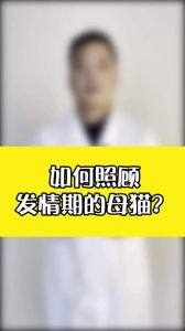 母猫咪发情一般几天_母猫发情期护理与绝育须知