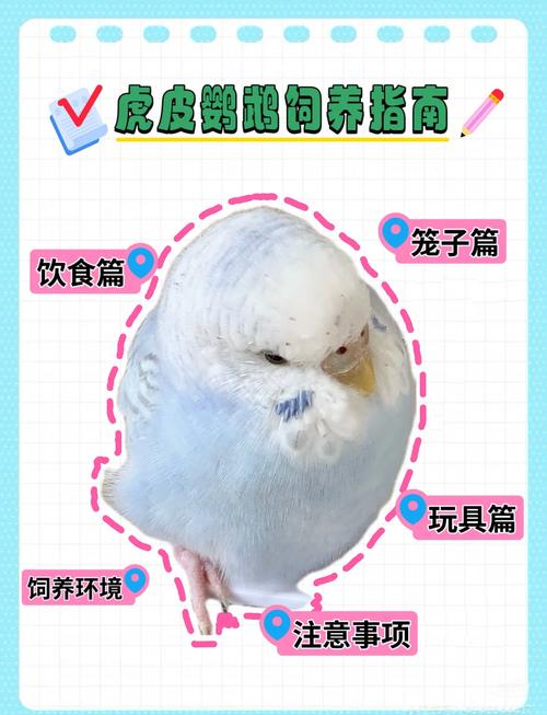 鹦鹉一直关笼子会疯吗_别让笼子锁住它的快乐！