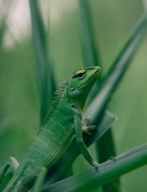 绿背树蜥是绿鬣蜥吗_绿背树蜥和绿鬣蜥有什么区别？