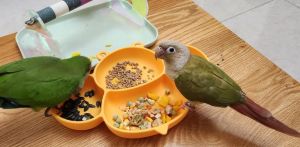 鹦鹉吃什么水果蔬菜_鹦鹉饮食多样均衡，水果蔬菜适量，健康营养