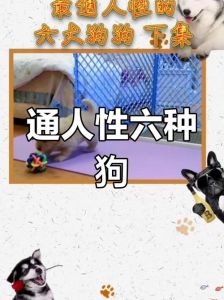 最通人性的犬_忠诚守护的中华田园犬，温暖陪伴的金毛，聪明机敏的贵宾，温柔可靠的拉布拉多，都是极佳的伴侣犬