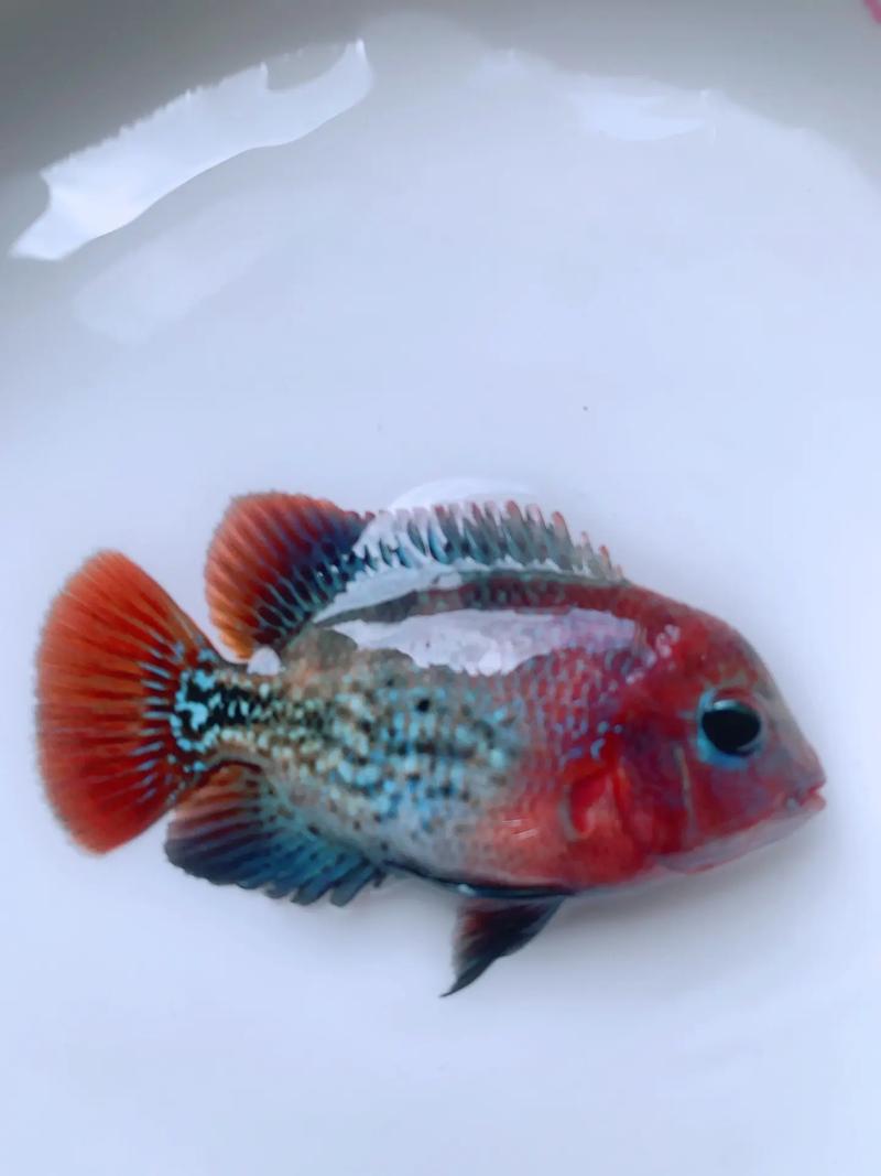 罗汉鱼一般人养不了_养罗汉鱼要求高,需大缸好水精力,成本也不低 罗汉鱼一般人养不了_养罗汉鱼要求高,需大缸好水精力,成本也不低