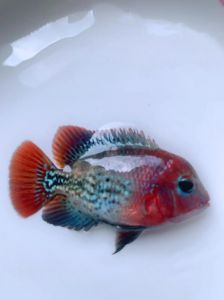 罗汉鱼一般人养不了_养罗汉鱼要求高，需大缸好水精力，成本也不低