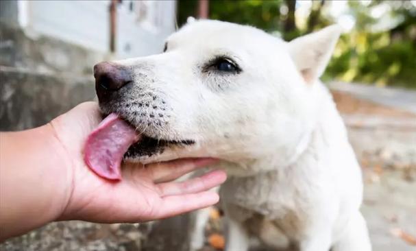 狗子舔人手舔着舔着就咬了_狗狗爱咬人？舔舐咬人原因与应对