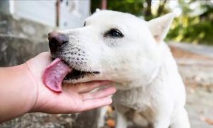 狗子舔人手舔着舔着就咬了_狗狗爱咬人？舔舐咬人原因与应对