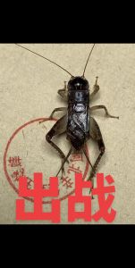 斗蟀和蟋蟀的区别_斗蟋的魅力与象征