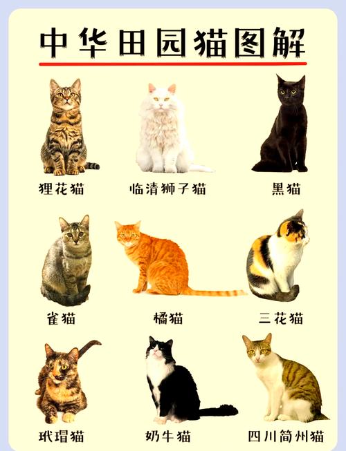 40种猫品种图片大全_选猫咪？折耳森林布偶看这里！