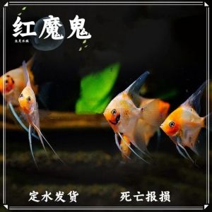 红魔鬼神仙燕鱼好养吗_凶猛好养，新手谨慎