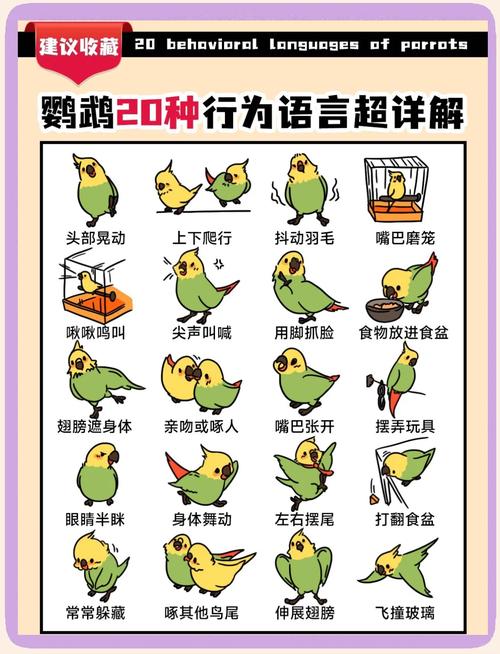 怎么教鹦鹉说话100%_选对亲人虎皮鹦鹉,公鸟易学话 怎么教鹦鹉说话100%_选对亲人虎皮鹦鹉,公鸟易学话