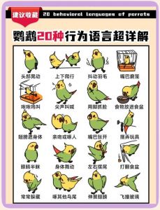 怎么教鹦鹉说话100%_选对亲人虎皮鹦鹉，公鸟易学话