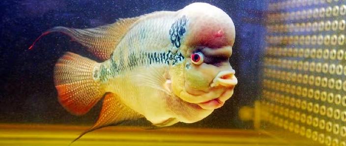 为什么不能随便养罗汉鱼_漂亮但难养,适合有经验的鱼友 为什么不能随便养罗汉鱼_漂亮但难养,适合有经验的鱼友