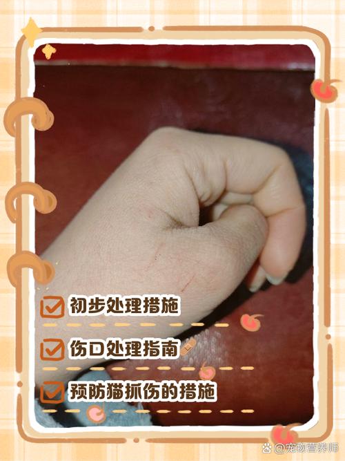 猫知道自己挠伤主人了吗_猫咪蹭人咕噜叫示爱,不懂道德,理解它用爱回应 猫知道自己挠伤主人了吗_猫咪蹭人咕噜叫示爱,不懂道德,理解它用爱回应