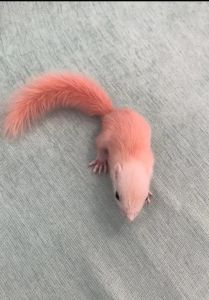 松鼠吃什么食物为主食_松鼠爱吃坚果杂粮水果，多补充营养