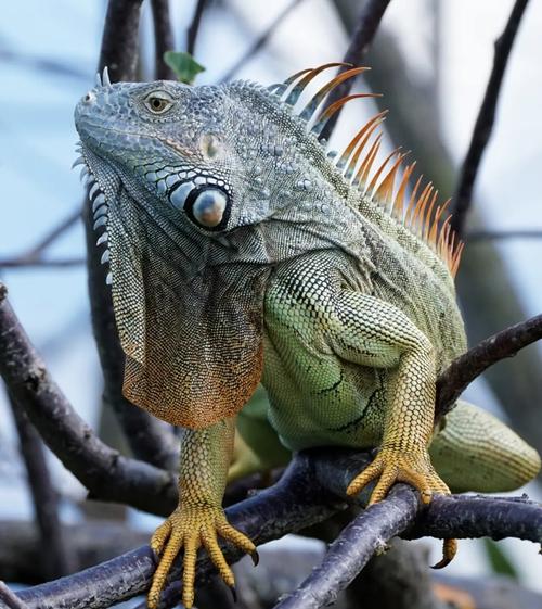 绿鬣蜥能吃丝瓜吗_绿鬣蜥喂食丝瓜及饲养要点 绿鬣蜥能吃丝瓜吗_绿鬣蜥喂食丝瓜及饲养要点