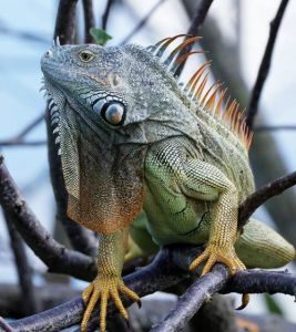 绿鬣蜥能吃丝瓜吗_绿鬣蜥喂食丝瓜及饲养要点