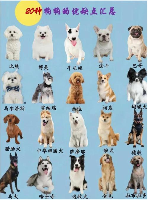 十大好养的狗又便宜_十种便宜好养小型犬推荐