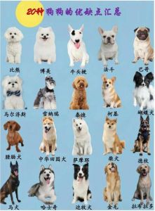 十大好养的狗又便宜_十种便宜好养小型犬推荐