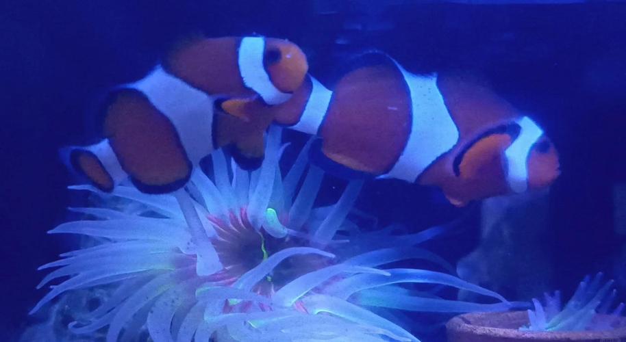 为什么家养不活小丑鱼_水质海葵与混养要点 为什么家养不活小丑鱼_水质海葵与混养要点