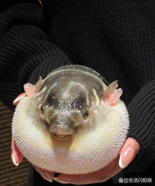 狗仔鲸黄化图片_狗仔鲸黄化基因突变或环境影响